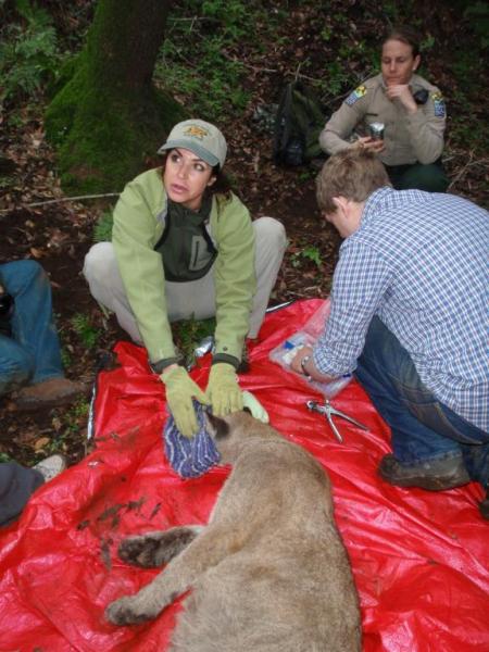 Photo 6 from FELIDAE CONSERVATION FUND